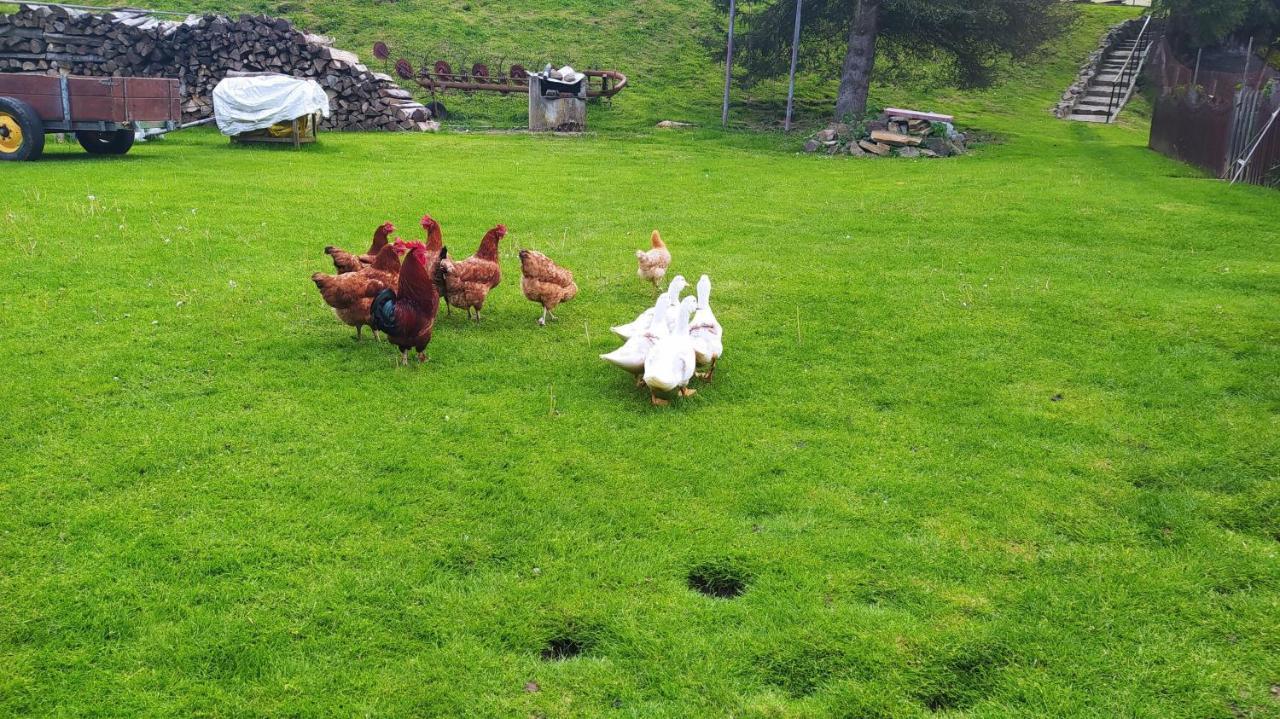 Farm stay Wilkowyja Mchawa